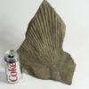 Sabalites campbelli - Image 2