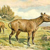 Hyracodon nebrascensis, The Natural Canvas