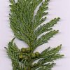 Chamaecyparis linguaefolia - Image 2