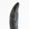 Fully Rooted Phytosaur Tooth &#8211; Machaeroprosopus, The Natural Canvas