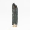 Fully Rooted Phytosaur Tooth - Machaeroprosopus - Image 6