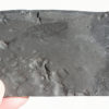 Nettapezoura basilika Briggs et al. 2008 - Image 2