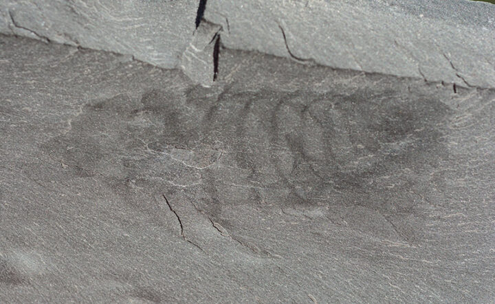Nettapezoura basilika Briggs et al. 2008
