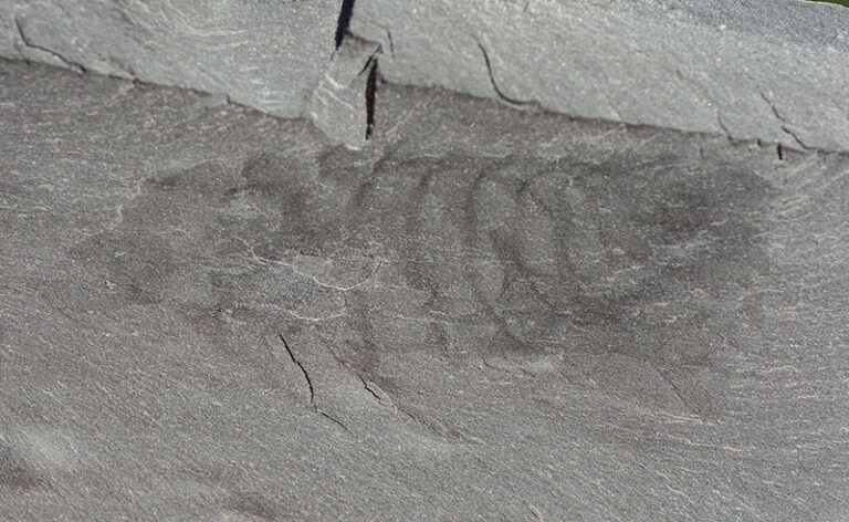 Nettapezoura basilika Briggs et al. 2008