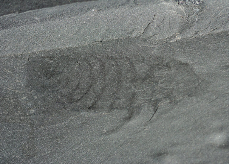 Nettapezoura basilika Briggs et al. 2008