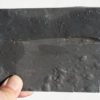 Nettapezoura basilika Briggs et al. 2008 - Image 2