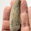 Tyrannosaurid - Timurlengia euotica - Image 5