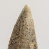 Tyrannosaurid - Timurlengia euotica - Image 4