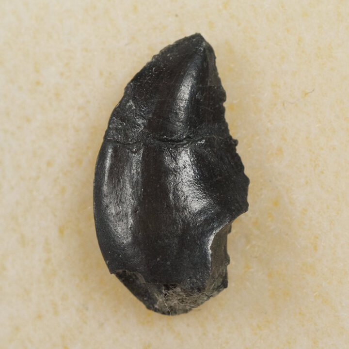 Rare Jurassic tooth - Coelurus sp.