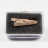 Pterosaur beak - Alanqua saharica Ibrahim et al. 2010 - Image 2