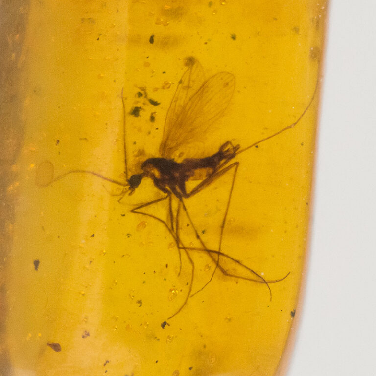 Mosquito in Cretaceous Amber, The Natural Canvas