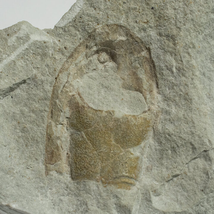 Rare Silurian Fish - Saaremaaspis