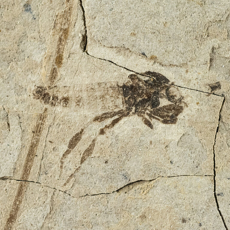 Two Insects from Florissant