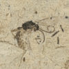Two Insects from Florissant - Image 2