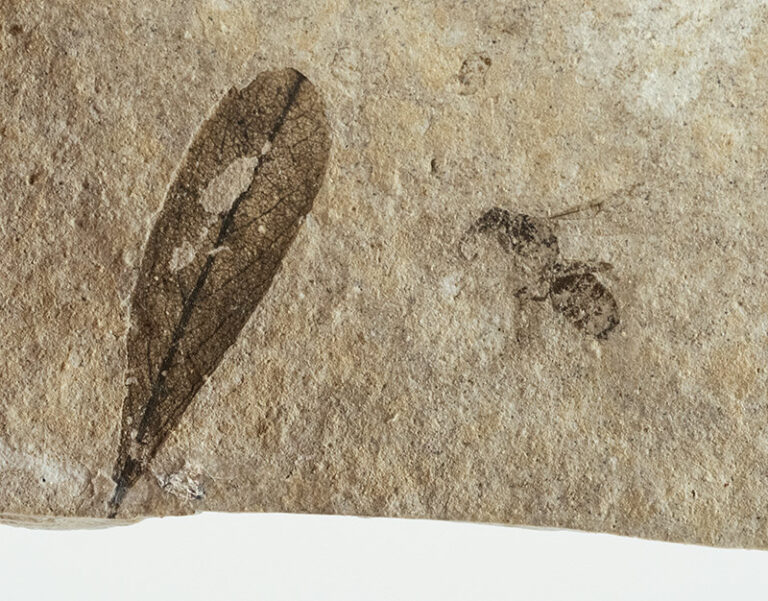 Insect and Leaf from Florissant
