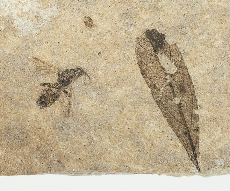 Insect and Leaf from Florissant