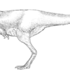 Tyrannosaurid &#8211; Timurlengia euotica, The Natural Canvas