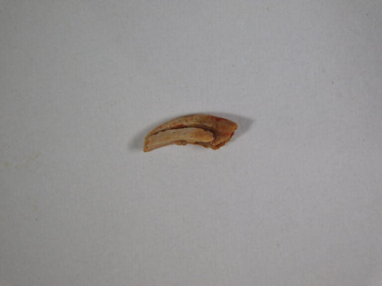 Claw