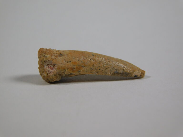 Cretaceous Turtle Claw