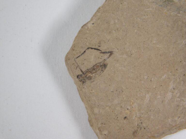 Insect - Argentina