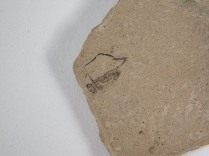 Insect - Argentina