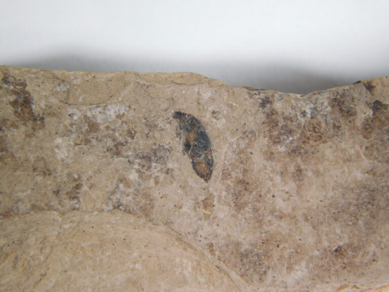 Insect - Argentina