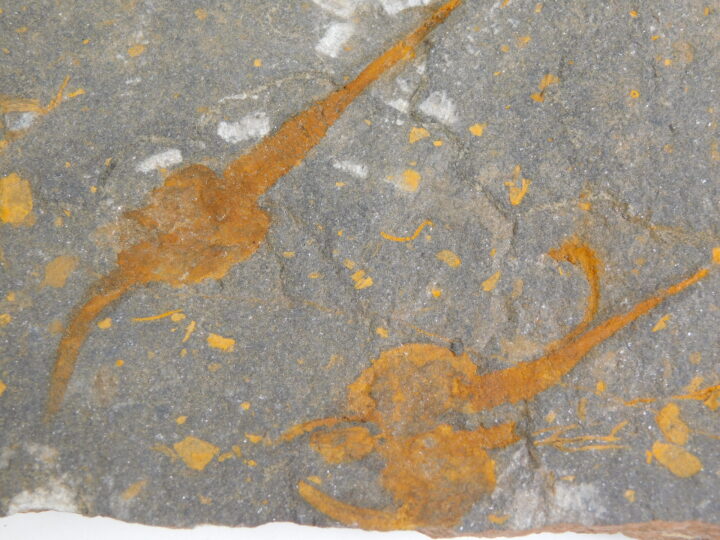 Carpoid Echinoderm - Dendrocystites sp.