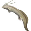 Mississippian Shark - Harpagofututor volsellorhinus - Image 3