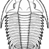 Trilobite from China - Eymekops transversa - Image 3