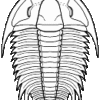 Trilobite from China &#8211; Eymekops transversa, The Natural Canvas