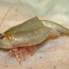 Weichangiops triangularis - Image 3