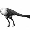 Oviraptor phalanges - "Ingenia" - Image 2