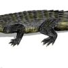 Machaeroprosopus sp. - Image 3