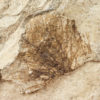 Bird Feather - Image 2