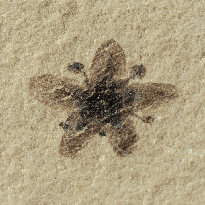 Flower and Leaf
