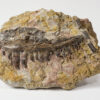 Dimetrodon sp. - Image 2