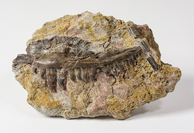 Dimetrodon sp.