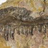 Dimetrodon sp., The Natural Canvas