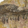 Dimetrodon sp. - Image 3