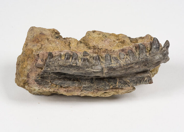 Famous mammal-like reptile - Dimetrodon sp.