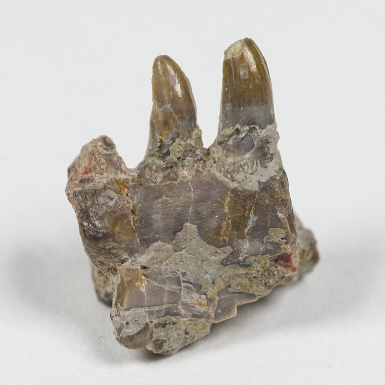 Synapsid jaw - Varanosaurus sp.