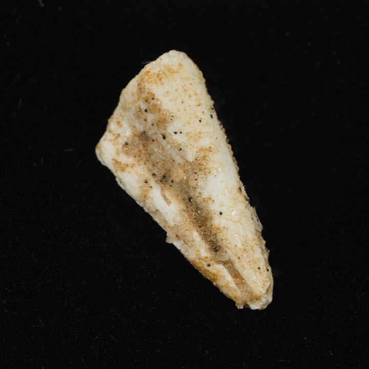Theropod Claw Tip