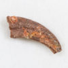 Theropod Claw - Image 2