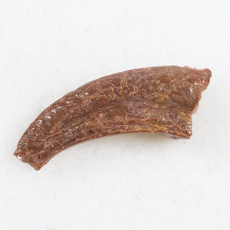 Theropod Claw