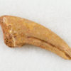 Small Theropod Claw - Image 2