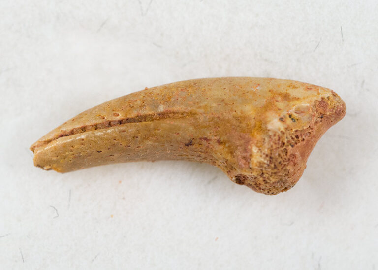 Small Theropod Claw