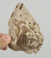 Fern - Gleichenia comptoniaefolia