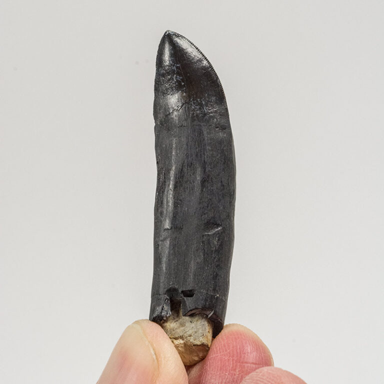 Fully Rooted Phytosaur Tooth &#8211; Machaeroprosopus, The Natural Canvas