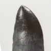 Fully Rooted Phytosaur Tooth &#8211; Machaeroprosopus, The Natural Canvas