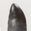 Fully Rooted Phytosaur Tooth - Machaeroprosopus - Image 2